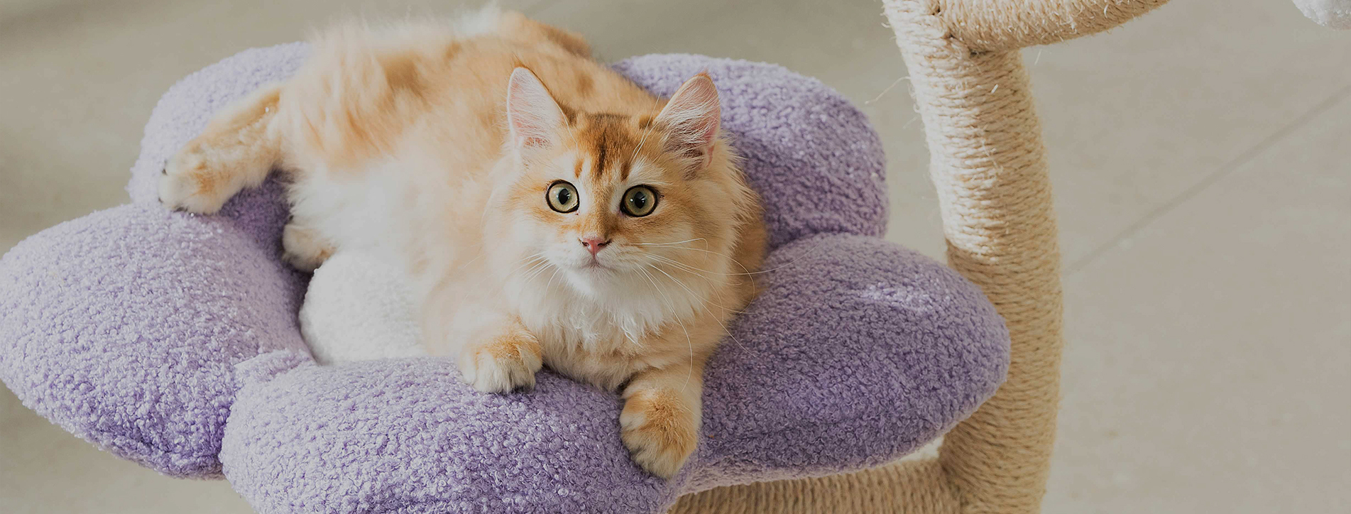 Cat Tree Manufacturer